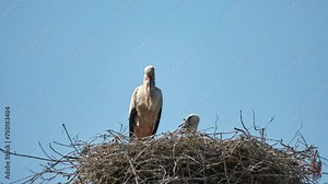 White storks are sitting on nest against background of blue sky. White stork (Ciconia ciconia) is large bird in stork family, Ciconiidae. Its plumage is mainly white, with black on bird's wings.