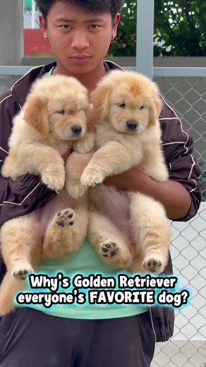Golden Retriever Love: Prices and Care Tips in Nepal