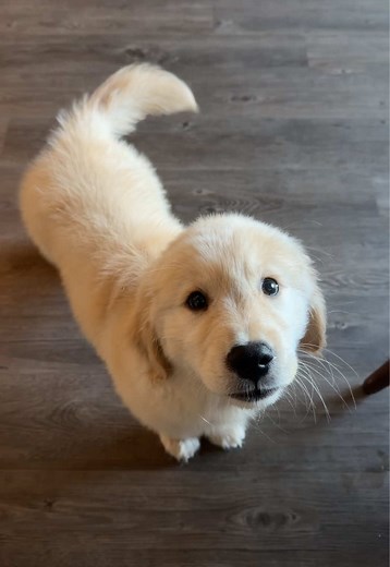 Golden Retriever Puppy Tail Happiness: Why Puppies Wag So Much