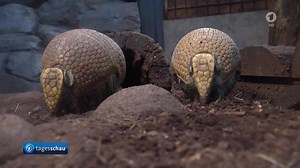 Wilhelma gibt Zootier des Jahres bekannt: Das Gürteltier