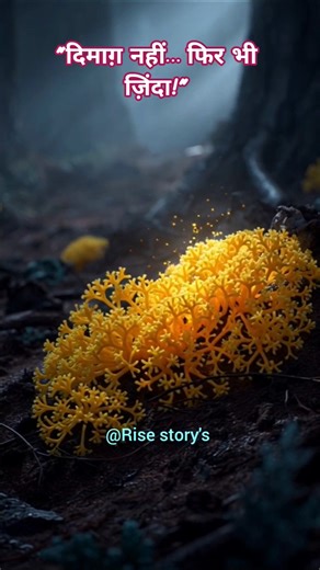 “Slime Mold: दुनिया का सबसे बुद्धिमान दिमाग़-रहित जीव!”#shorts #viralshorts @Risestorys