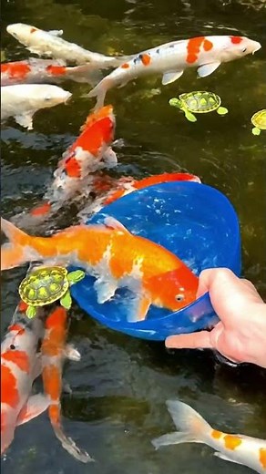Cutest Colorful Fish Discovery! 🌈🐟😍 #shorts #cuteanimals #fishcatching