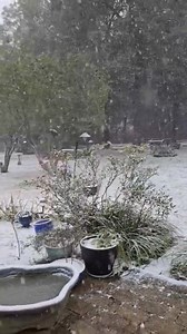 315K views · 7K reactions | Milton, Florida snow (near Pensacola). As a snow lover, I may be a bit jealous.  Ruth Krischick | FOX 13's Paul Dellegatto | Facebook