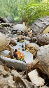 Turtle dinner party! Ginger, Clifford, Lily and Big Momma, our Box Turtle ambassadors as Center for Wildlife all enjoy their dinners as a group (with the monitoring of a team member to make sure everyone is getting their share). Each member of the group has varying levels of table manners they could use improvement on but at least they all get along with each other! Our box turtle ambassadors are residents of our Nature Center and can be visited during self-guided visits (Thurs-Sun) or can commo
