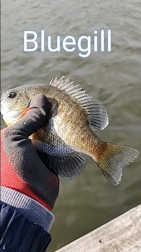 Beautiful Bluegill #fishing #nature