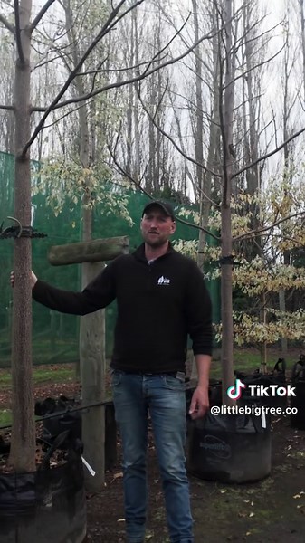 Discover the Paulownia Empress Tree for Your Garden