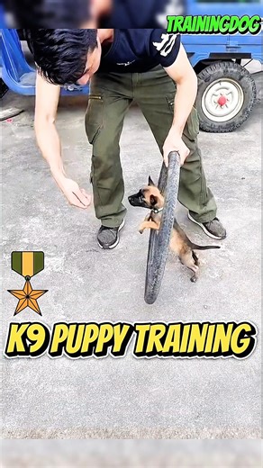 🔥A K9 puppy in training — and already earning a salary? #dog #puppy #k9 #dogtraining #army