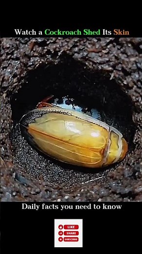 Cockroaches molt 5 to 8 times during their nymphal development #shorts #facts #wildlife #animals