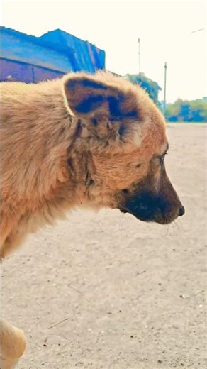 english me kaise baat karunga 😂#dog #funny #comedy #comedyshorts #youtubeshorts #funniestvideo