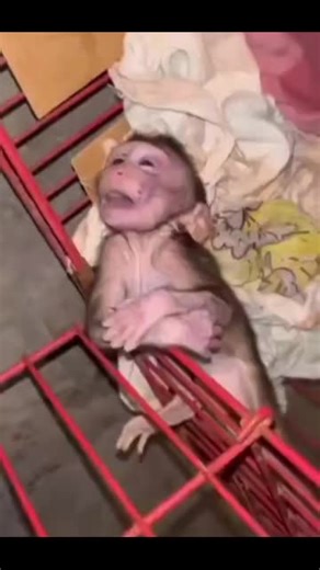 monkey madness (@monkey.madness3)’s videos with original sound - monkey madness