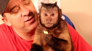 MonkeyBoo on Instagram: "What’s Monkey Boo’s favorite food and toy? Find out! Let us know your favorites! . . #monkey #monkeys #cutepets #capuchinmonkey #petmonkey #petsofinstagram #pets"