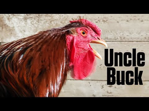 Welcoming the newest addition to the barnyard with Buck the rooster