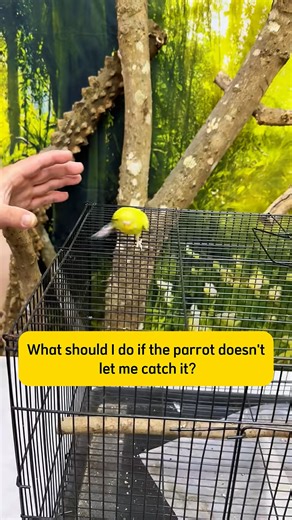 Avian on Instagram: "The Secret to Making Parrots Climb Up Your Hand Without Chasing #trending #babybird #reelsinstagram #parrotlover #parrotsoftiktok #parrot #bird #pet #parrotlife #mypet #pettok #cuteparrot #parrotsofinstagram"