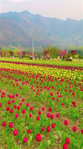 Welcome Spring at Tulip Garden Srinagar 🌷 #kashmir #shorts #explore #flowers #nature