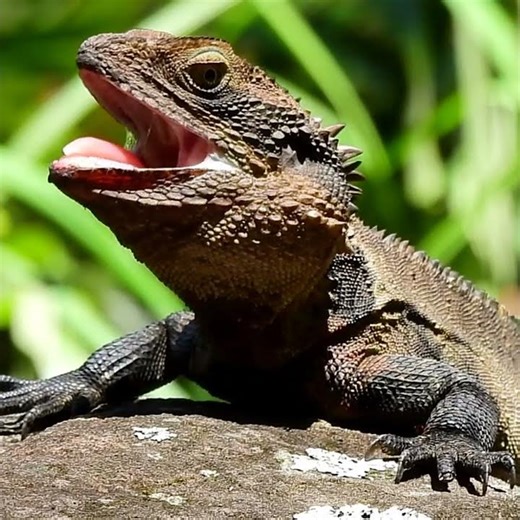 Eastern Water Dragon #lizard #australia #conservation #wetlands #LimeKilnWetlands #ecology #wetlands