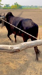 163K views · 665 reactions | Indus Bull Starting Old Chaff Cutting Machine #trendingnow #shorts #trending #reels #reelschallenge | Tasawar Hussain | Facebook