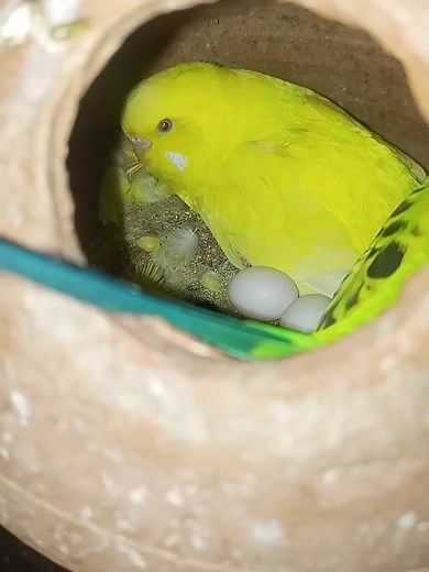 Budgie Breeding and Hatching: A Complete Guide