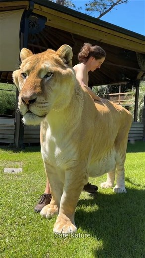 Why is the liger called the most unique animal?