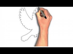 How to Draw a Dove Step by Step