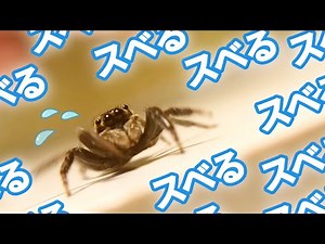 A cute jumping spider running up a slope while sliding smoothly! w