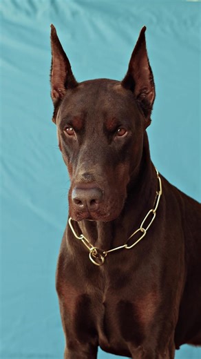 All About Doberman Pinschers: Traits and Care