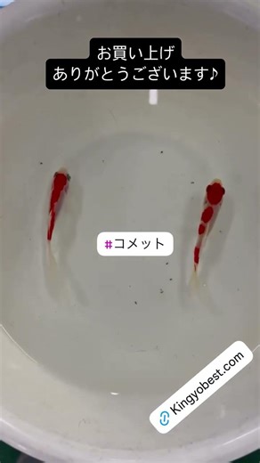 【#コメット】2026/04/12 お買い上げありがとうございます!!＃京阪錦鯉センター金魚