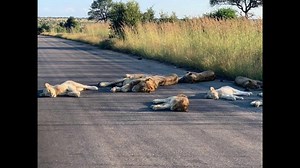 517K views · 3.6K shares | 女 En Afrique du Sud, ces lions profitent de l'absence des touristes pour faire la sieste sur la route | BFMTV | Facebook
