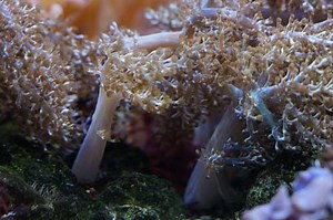 Kenya Tree Coral Care Guide: Capnella spp.