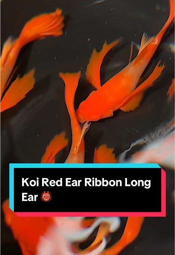 Albino Koi Red Ear Ribbon Long Ear 😈 #guppy #marangguppyhouse #fypシ #ikanhiasan #guppyfish #breederslife #guppybreeder #guppymalaysia🇲🇾 #malaysia #ikanguppy #project2025 #koi