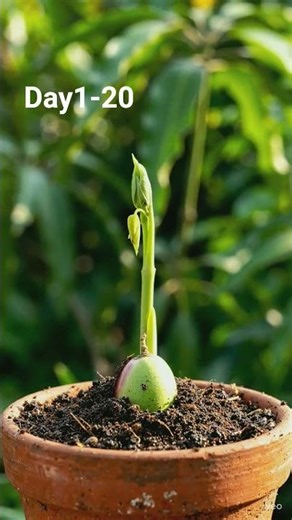 Growing mango seed in pot timelapse. #timelapse