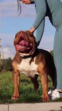 Built for Control: Why the Presa Canario Is on Another Level