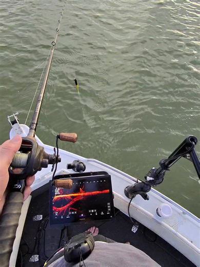 Live Scope Fishing for Murray Cod: Techniques and Tips