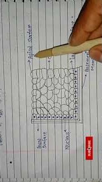 Epithelium Tissues of Human Body | Structure, Types & Functions | Hindi