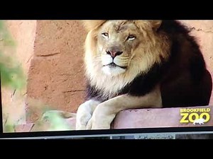 World Animal Expedition Recut - Animals in My World and Credits (Antonio Wolanin Re-upload)