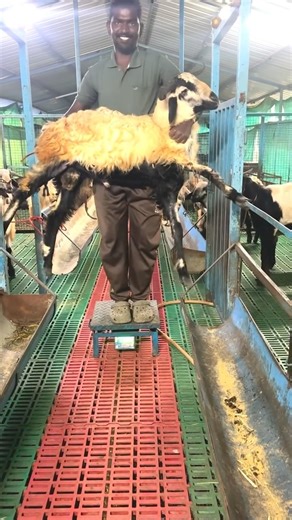 The modern shepherd | Tips for successful Sheepfarming #themodernshephard #sheepfarming #sheep #goatfarming #goat | Instagram