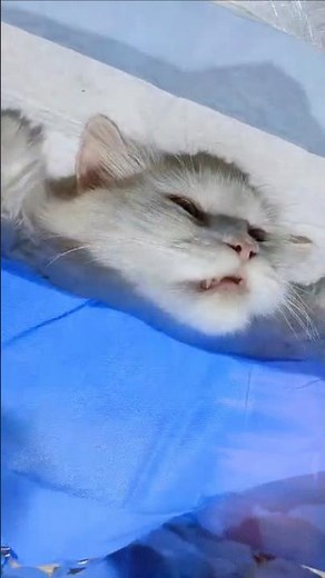 C-Section Surgery. #catpregnancy #catdelivery #cathealth