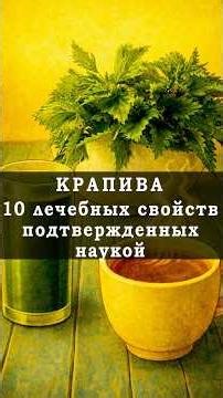 Крапива лечебные свойства. Крапива отвар польза для организма. Крапива рецепты.