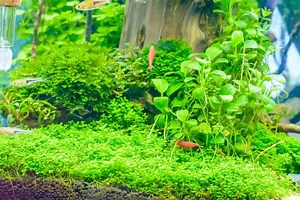 10 Best Carpet Plants for Your Aquarium: Some are Easy!