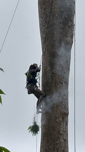 4.5K views · 1.1K reactions | Harvesting honey from the wild | Aris Purwadi | Facebook