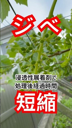 展着剤でジベ処理後経過時間短縮 #アプローチBI #展着剤 #ジベ処理 #ひので農園