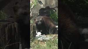 Discover the fascinating world of wolverines