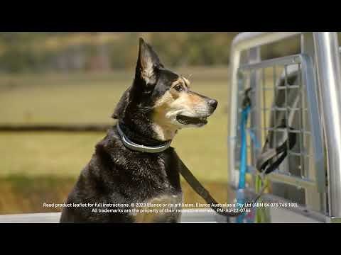 Seresto Commercial - Dog v1 - 15sec