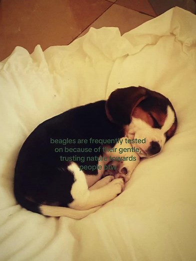 The Struggles of Beagles in Animal Testing