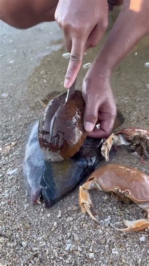 Cleaning and Opening a Fresh Sea Shell on the Beach! 🐚✨