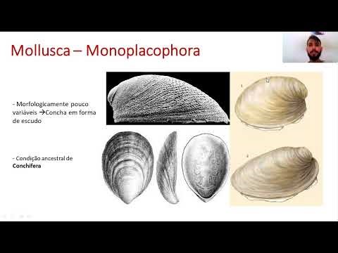 Zoologia de Invertebrados - Classe Monoplacophora (Filo Mollusca) #zoologia #invertebrados