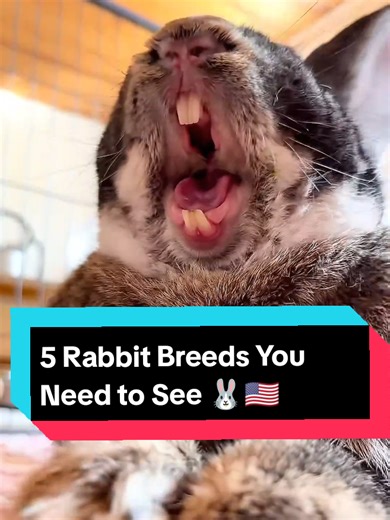 5 Amazing Rabbit Breeds Every U.S. Family Should Know