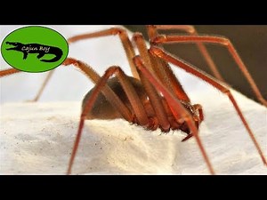 North Americas DEADLIEST Spider? - The Brown Recluse!