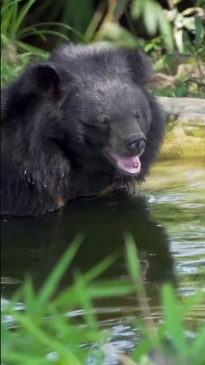 Bath time at the bear house