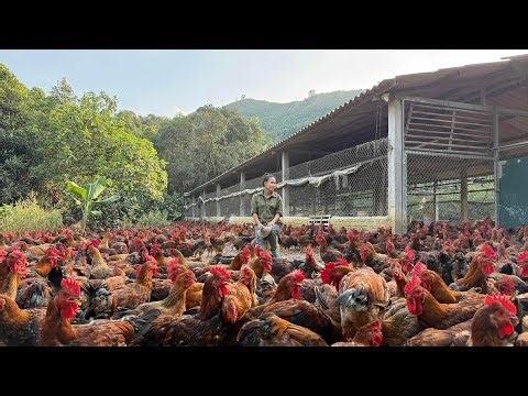 The process of raising native chickens - The secret to success from herbal medicine.