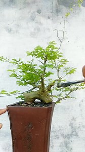 597K views · 4.5K reactions | #Membuat materi dasar semi cacade pada bahan brajilian.... #Slmt siang sahabat fb Slmt istirahat sambil ☕ tetap semangat  #brajilian #bonsaiindonesia #bonsaikontes #sorotan #jangkauanluas | Ayh Ayundaa | Facebook